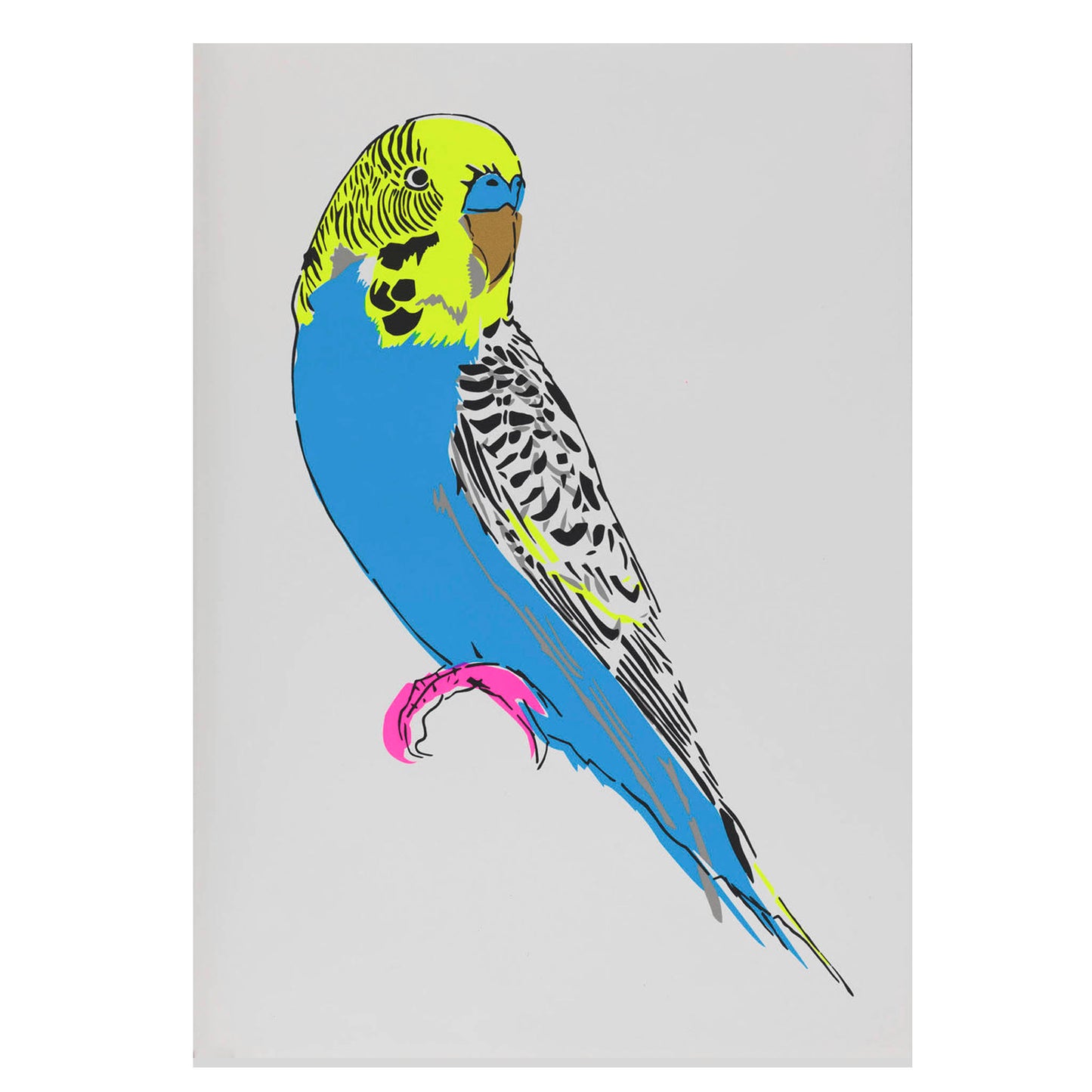 Budgerigar