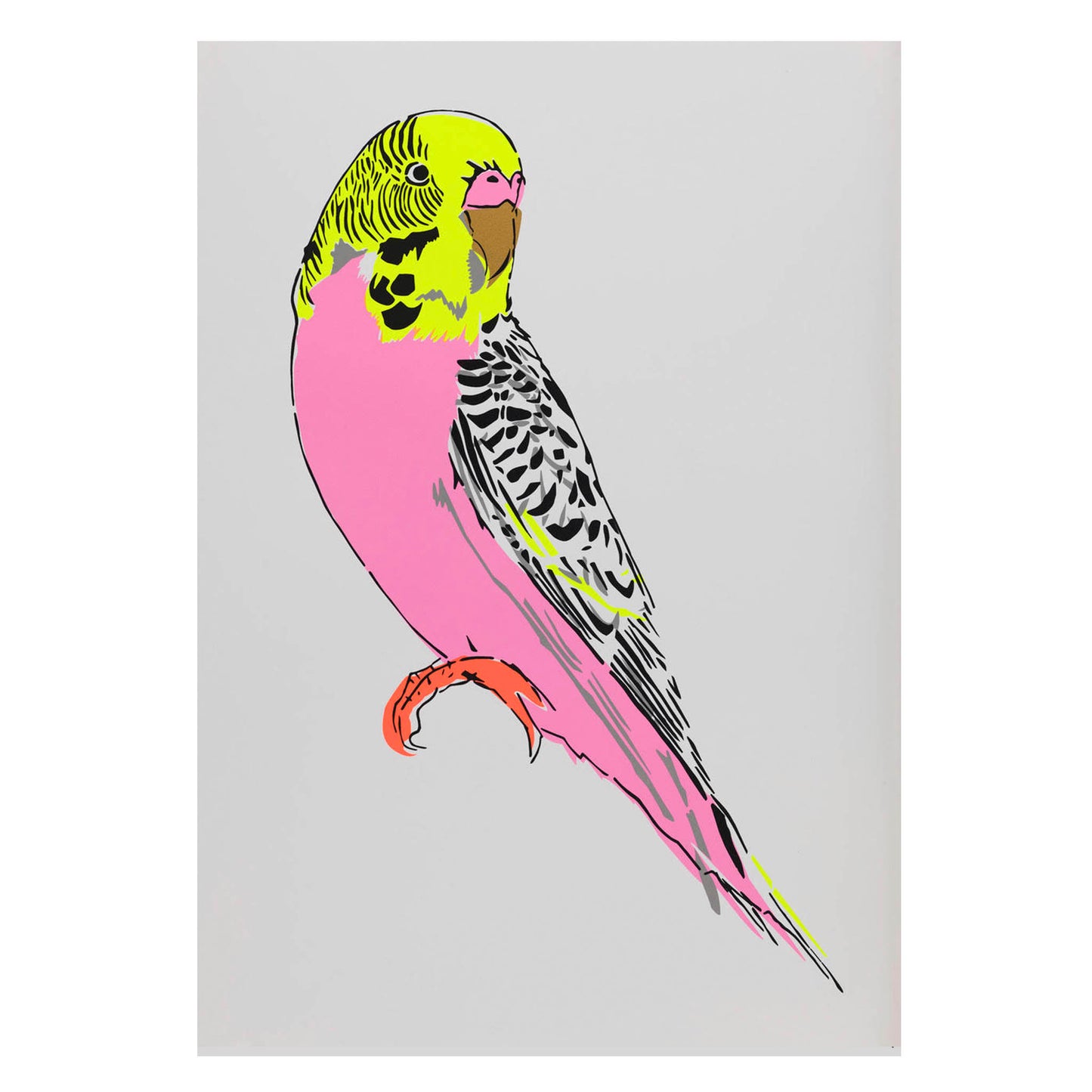 Budgerigar