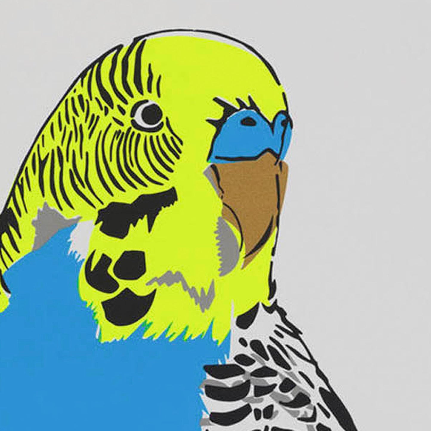 Budgerigar