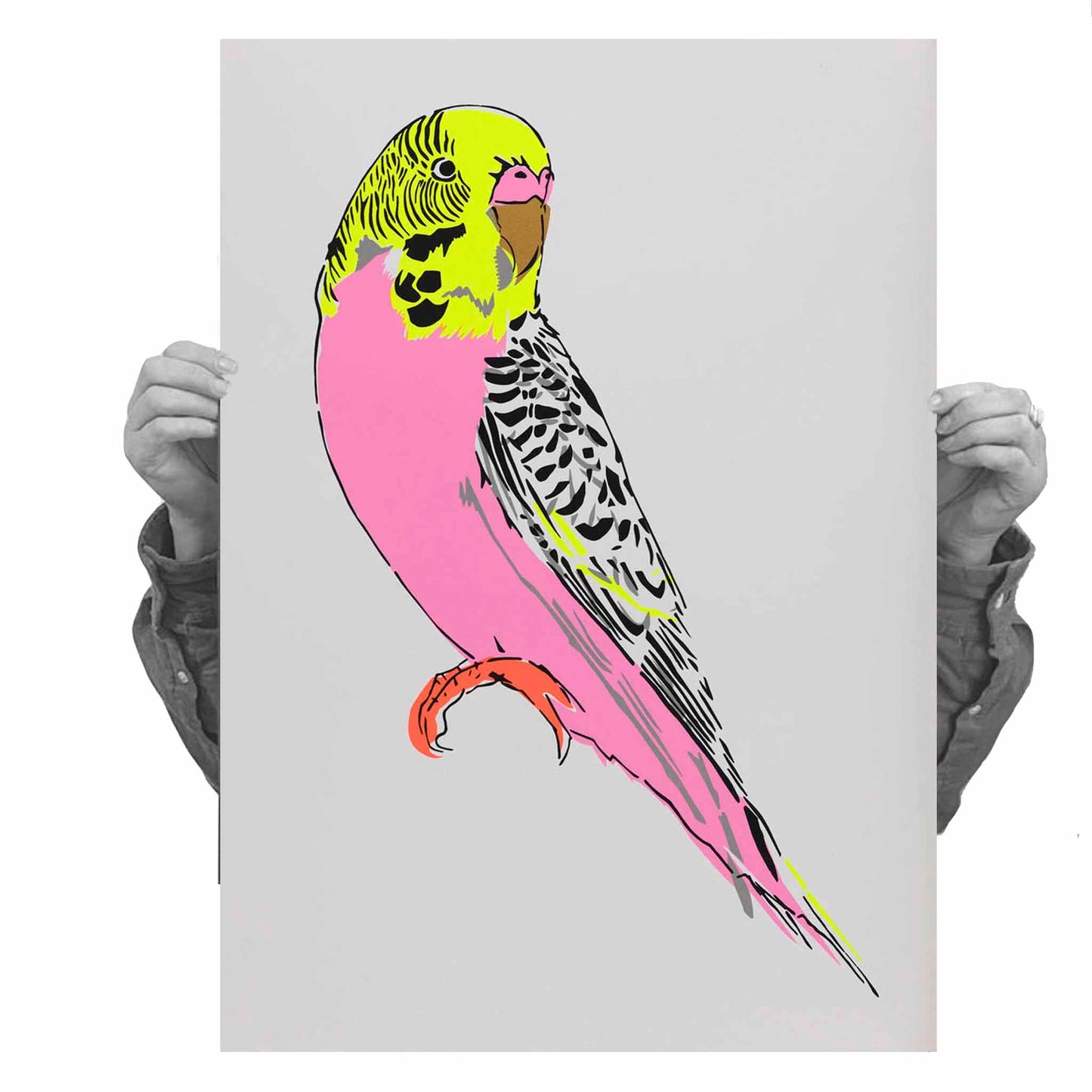 Budgerigar