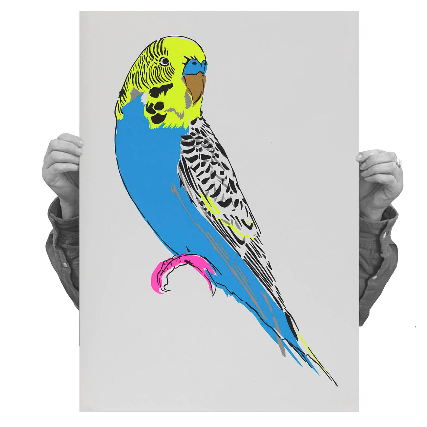 Budgerigar