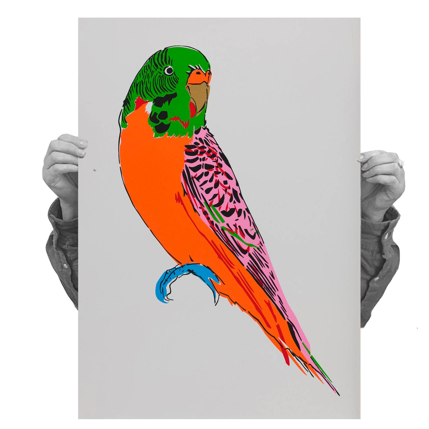 Budgerigar